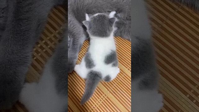 Ушки смотреть онлайн