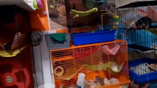 Это я и мои питомцы. Мы семья и мы питомник. смотреть онлайн