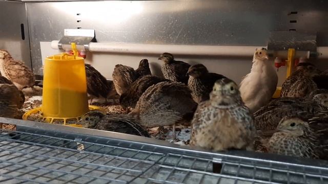 Перепела из магазинного яйца часть 3 смотреть онлайн