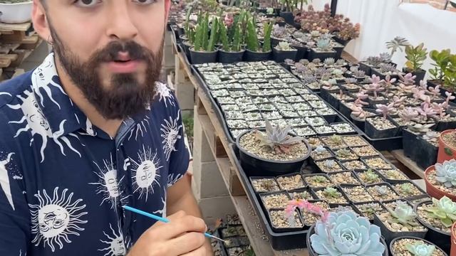 Cómo reproducir Echeveria Laui/ como polinizar suculentas por semilla смотреть онлайн