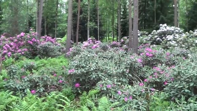 Rhododendrons blooming in Helsinki in June 2014 смотреть онлайн