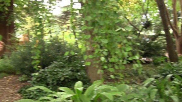 Gardening Unplugged - Tree Talk - Just Look Up, with Tony Avent