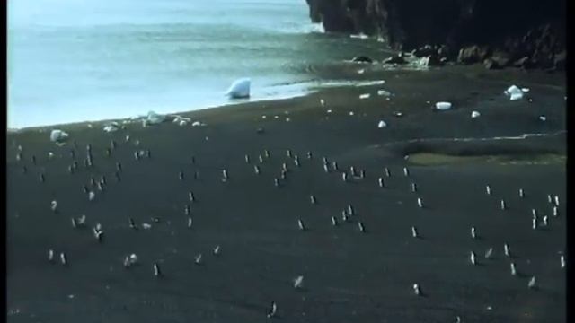 Heartbreaking! Ultimate Penguin Sacrifice  Life in the Freezer  BBC