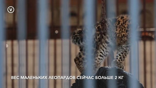 Детеныши леопарда родились в зоопарке Северска смотреть онлайн