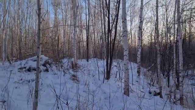 ДОБЫЛ ЛОСЯ | ПЕРЕВЕРНУЛСЯ НА СНЕГОХОДЕ | ОХОТА НА ЛОСЯ С ЛАЙКАМИ смотреть онлайн