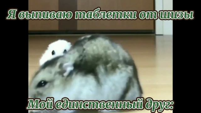 Хомяк грустит Мемы смотреть онлайн