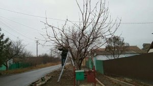 Обрезка черешни ЗАПУЩЕННОЙ или ФОРМИРУЮЩАЯ обрезка черешни. Дереву 10 лет.