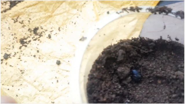 Grow Beautiful Aprajita Vine Creeper ( butterfly pea) from seeds at home смотреть онлайн