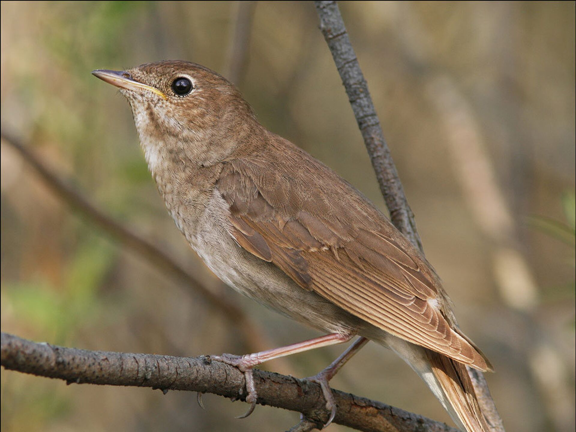 Соловей (пение птиц)