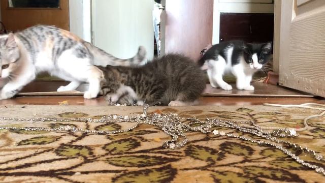 чем занять котят на 10 минут? ? смотреть онлайн