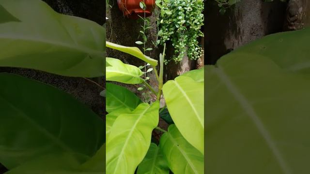 Lemon lime Philodendron смотреть онлайн