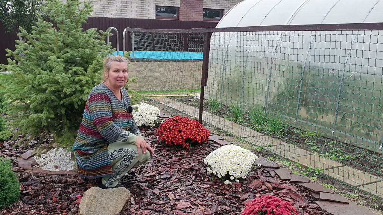 Шаровидная хризантема мультифлора в моем саду не разваливается. Почему? смотреть онлайн