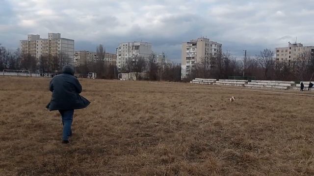 натаска Русские Охотничьи Спаниели - собираю щенков смотреть онлайн