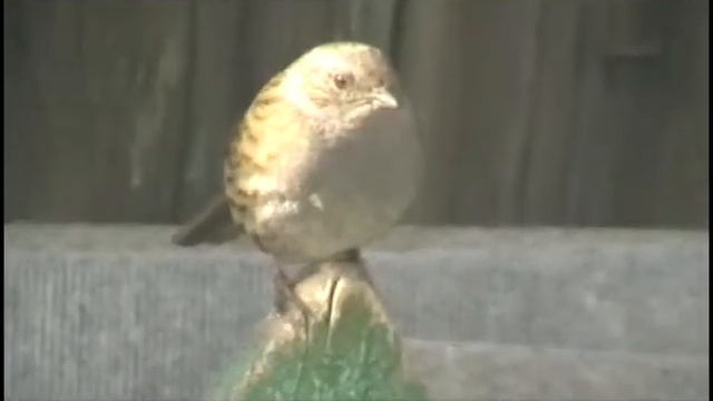 Весенние гости-лесная завирушка(01.04.2013.) смотреть онлайн