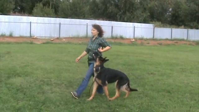 ДЦ *ZооИмперия* г.Ярославль смотреть онлайн