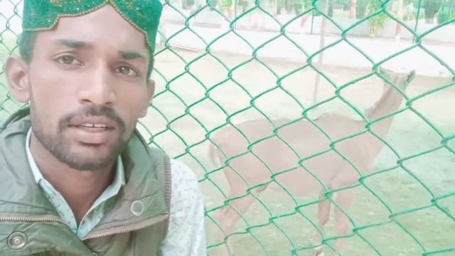 Nilgai Or Nilgau || The Blue Cow || rani bagh zoo in hyderabad sindh Pakistan || Cow || نیل گائے смотреть онлайн
