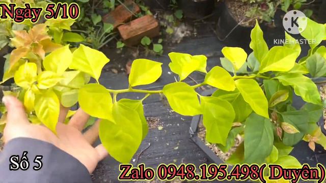 5/10 GIAO LƯU HOA GIẤY NHIỀU MÀU , CHITRA ROYAL , CHITRA MOONLIGHT , KELISA , DABAWENYA, ADARNA смотреть онлайн