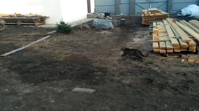 Чужие кошки на участке