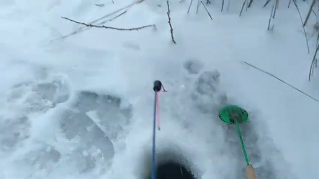 Рыбалка на ротана по первому льду! Эти монстры рвут леску! смотреть онлайн