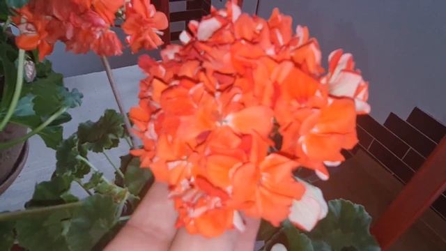 Ура! Цветут зонартики?ЛиА Леди Босс, ЛиА Полум'яна нимфа, Pelargongaragets ZA Rosi смотреть онлайн