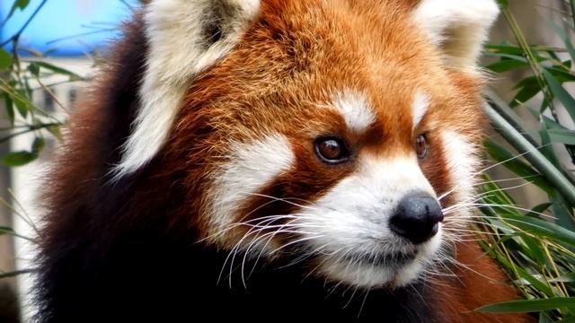 Nikon Coolpix S8200　野毛山動物園のウミだよ。 смотреть онлайн