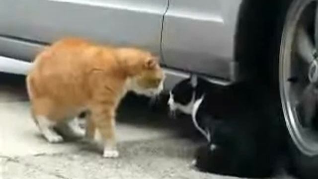 cats смотреть онлайн