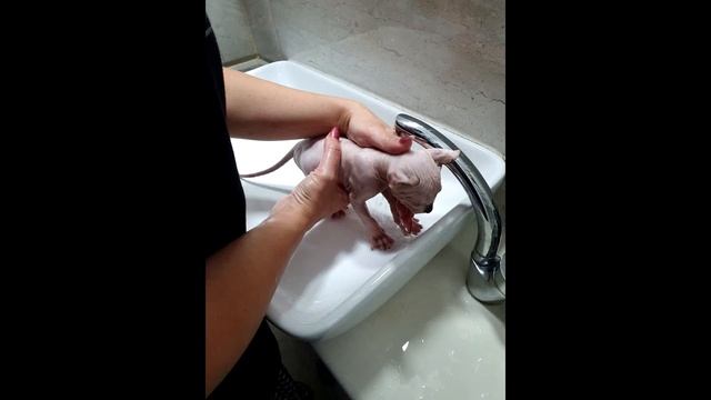 КОТ ЭЛЬФ - СТОИТ ЛИ ЗАВОДИТЬ? КАК УХАЖИВАТЬ смотреть онлайн