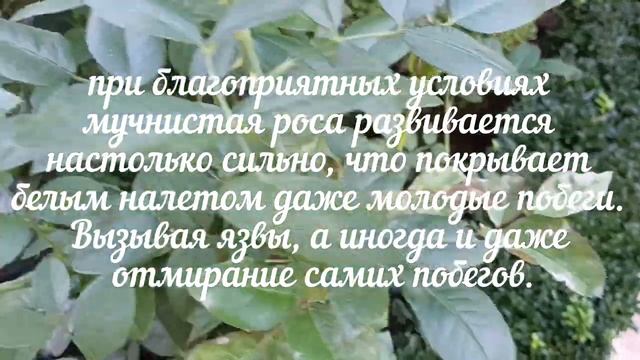 Мучнистая роса на растениях в осенний период. смотреть онлайн