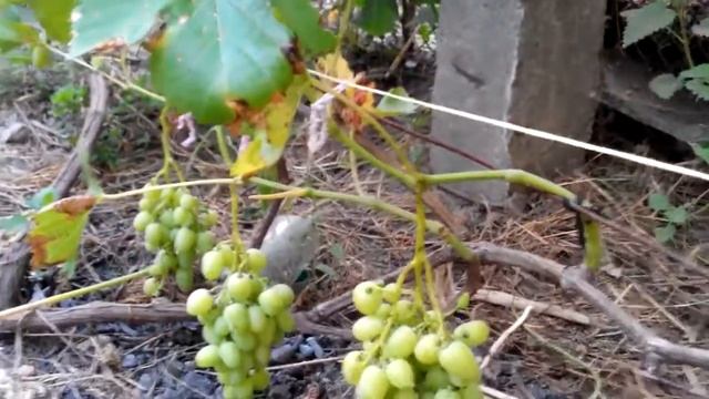 Виноград на слаборослых побегах.