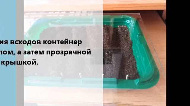 Цикламены и бегонии ( посев) . Супер подкормка для рассады своими руками. смотреть онлайн