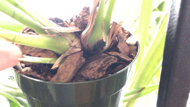 Plant Care: Vanessa Amorosi Bloom | Cymbidium Update #1 смотреть онлайн