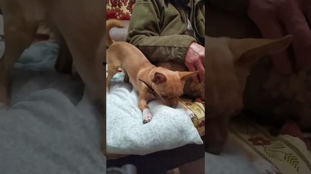 Эти милые животные! Как живут кошка с собакой?) смотреть онлайн