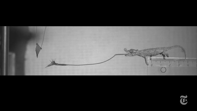 The Unmatched Speed of a Chameleon Tongue | ScienceTake смотреть онлайн