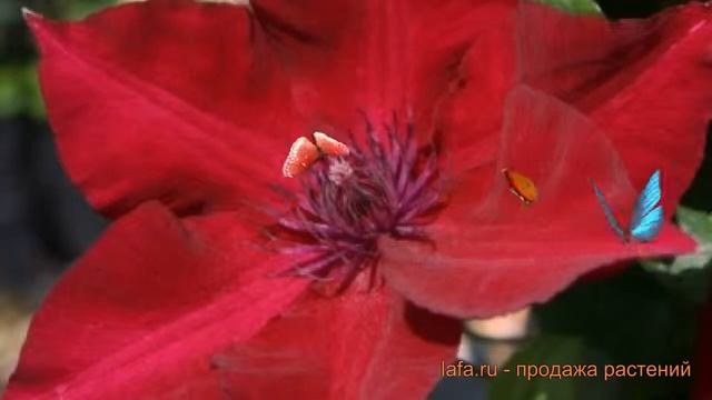 Клематис крупноцветковый Перида (perida Perida) ? Перида обзор: как сажать, саженцы клематиса Перид