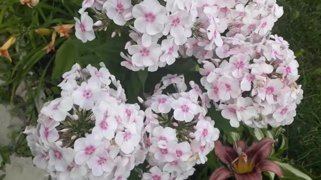 #phlox #paniculata #флоксметельчатый / Флокс метельчатый сорт Европа (лат. Phlox Paniculata  Europe