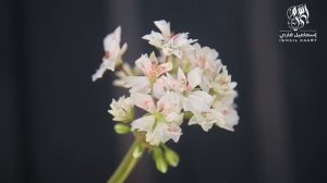 Сура ЯСИН СЛУШАЙТЕ КАЖДЫЙ ДЕНЬ  #сура #ясин