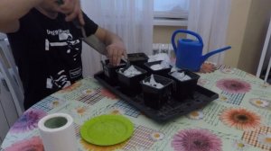 где взять семена черного перца горошка и как посадить