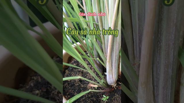 Trồng cây sả tại nhà tươi tốt phát triển ra nhiều cây con, cây sả rất dễ trồng nha bà con!🌾🌱🪴 смотреть онлайн