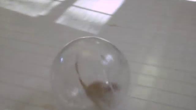 Gerbils Play Ball! смотреть онлайн