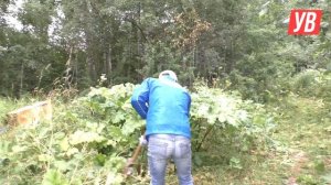 Приют для бездомных животных «Добрый дом» начал переезжать в Вичугский район. Услышано Вичуга