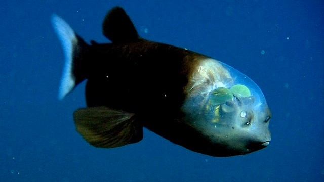 ПРОЗРАЧНЫЕ ЖИВОТНЫЕ TRANSPARENT ANIMALS смотреть онлайн