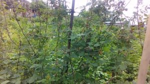 Ежемалина Медана Тайбери - самая неприхотливая и урожайная из ежемалин!