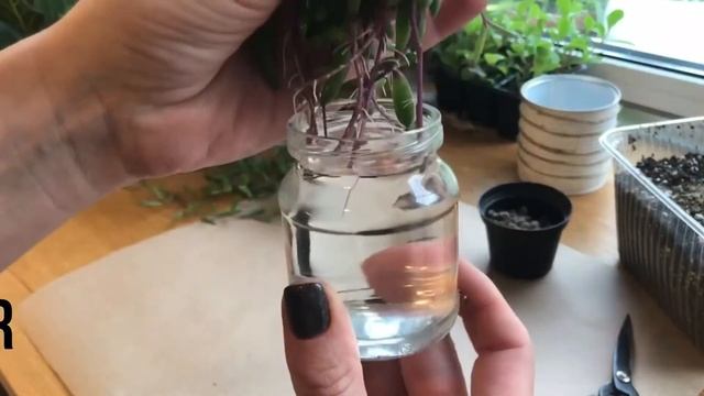 Размножение суккулентов в воде (plants water propagation) смотреть онлайн