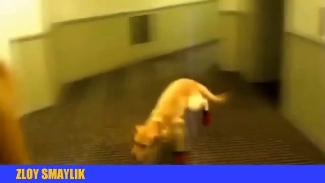 Прикольные собаки! смотреть онлайн