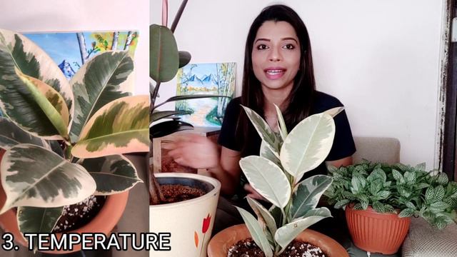 How to CARE Rubber Plant (FICUS ELASTICA) | House plant Care TIPS | PLANT CARE 101 | Complete Guide смотреть онлайн