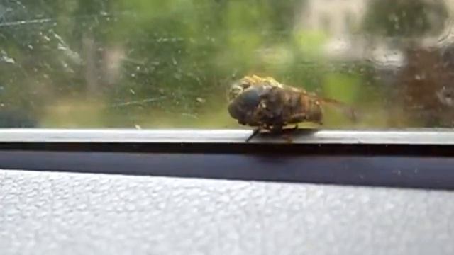 Оса ест пчелу смотреть онлайн