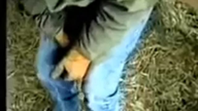 Pamela Anderson - Anti Fur смотреть онлайн