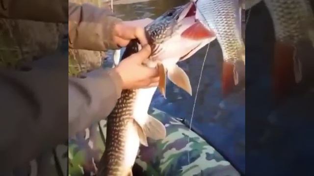 ЛОВЛЯ ЩУКИ БЕЗ КРЮЧОЧКОВ