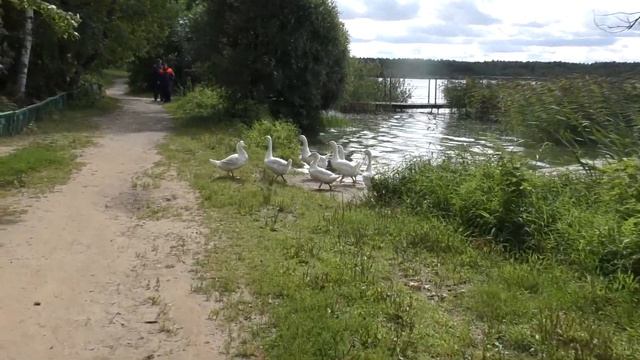 Официальный рейд ВОСВОД и ГИМС МЧС РФ на Озере Бисерово в Купавне. День 2 смотреть онлайн