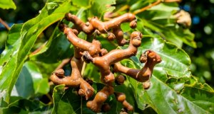 Конфетное дерево/ Как это растет